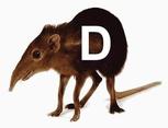 Shrew D