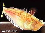 Weaver Fish
